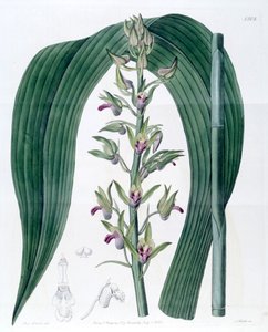 Eulophia alta (como sin. Cyrtopodium woodfordii) de Miss Drake